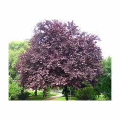 Prunus cerasifera 'Nigra' | Cherry Blossom Tree -Pink Plants Shop TR01889L add image 1 5bd7