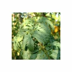 Sorbus aucuparia 'Asplenifolia' | Rowan Tree -Pink Plants Shop TR01999L add image 1 a3f0