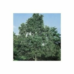 Sorbus pseudohupehensis 'Pink Pagoda' | Rowan Tree | 12L Pot | 150-180cm | By Frank P Matthews