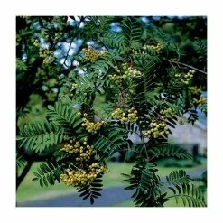 Sorbus 'Joseph Rock' | Mountian Ash Rowan Tree | 12L Pot | 150-180cm | By Frank P Matthews -Pink Plants Shop TR020312L add image 1 2bee