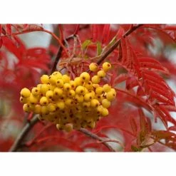 Sorbus 'Joseph Rock' | Mountian Ash Rowan Tree | 12L Pot | 150-180cm | By Frank P Matthews -Pink Plants Shop TR020312L add image 2 113a