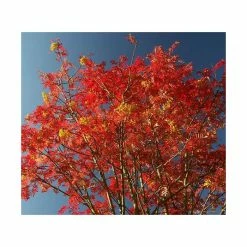 Sorbus 'Joseph Rock' | Mountian Ash Rowan Tree | 12L Pot | 150-180cm | By Frank P Matthews -Pink Plants Shop TR020312L add image 3 e0b5