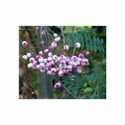 Sorbus vilmorinii | Rowan Tree | 12L Pot | 150-180cm | By Frank P Matthews -Pink Plants Shop TR020412L add image 1 15ff