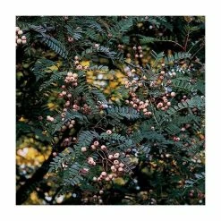 Sorbus vilmorinii | Rowan Tree | 12L Pot | 150-180cm | By Frank P Matthews -Pink Plants Shop TR020412L add image 2 204c