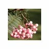 Sorbus vilmorinii | Rowan Tree | 12L Pot | 150-180cm | By Frank P Matthews