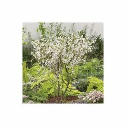 Prunus 'Kojo No Mai' | Cherry Blossom Tree -Pink Plants Shop TR0387 add image 3 4810