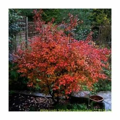 Prunus 'Kojo No Mai' | Cherry Blossom Tree -Pink Plants Shop TR0387 add image 4 f35b