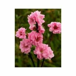 Prunus persica Taoflora Pink | Pink Flowering Peach Tree | 10L Pot | 120-150cm -Pink Plants Shop TR0487 add image 1 ad9b