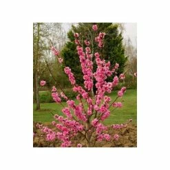 Prunus persica Taoflora Pink | Pink Flowering Peach Tree | 10L Pot | 120-150cm -Pink Plants Shop TR0487 add image 2 f355