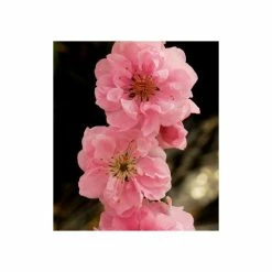Prunus persica Taoflora Pink | Pink Flowering Peach Tree | 10L Pot | 120-150cm -Pink Plants Shop TR0487 add image 3 e347