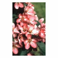 Malus 'Laura' | Crabapple Tree -Pink Plants Shop TR0491 add image 1 7a36