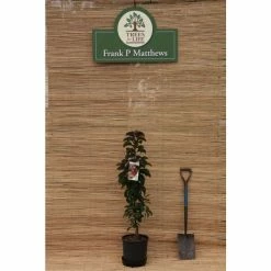 Malus 'Laura' | Crabapple Tree -Pink Plants Shop TR0491 add image 2 e5ea