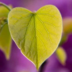 Cercis siliquastrum | Judas Tree -Pink Plants Shop TR0496 add image 1 4689