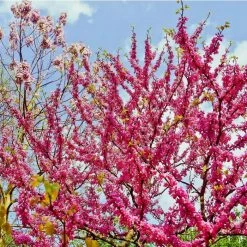 Cercis siliquastrum | Judas Tree -Pink Plants Shop TR0496 add image 2 ac1b