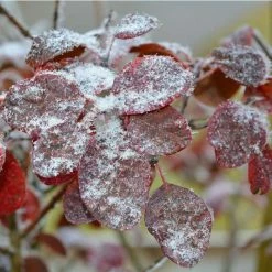 Cercis siliquastrum | Judas Tree -Pink Plants Shop TR0496 add image 3 28b1
