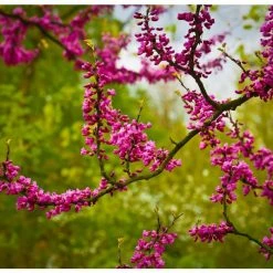 Cercis siliquastrum | Judas Tree -Pink Plants Shop TR0496 add image 4 b99d
