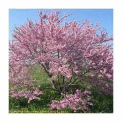 Cercis siliquastrum | Judas Tree -Pink Plants Shop TR0496 add image 5 29af