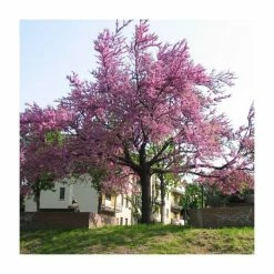 Cercis siliquastrum | Judas Tree -Pink Plants Shop TR0496 add image 6 32eb
