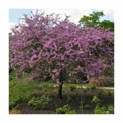 Cercis siliquastrum | Judas Tree