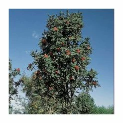 Sorbus × thuringiaca 'Fastigiata' | Bare Root | 120-150cm -Pink Plants Shop TR0506 add image 1 4172