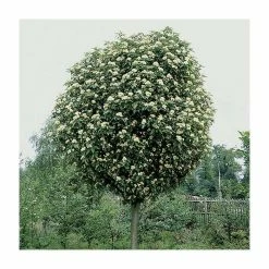 Sorbus × thuringiaca 'Fastigiata' | Bare Root | 120-150cm -Pink Plants Shop TR0506 add image 2 ed73