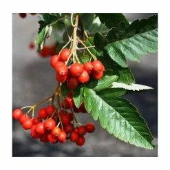 Sorbus × thuringiaca 'Fastigiata' | Bare Root | 120-150cm -Pink Plants Shop TR0506 add image 3 759e