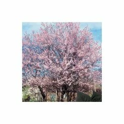 Prunus cerasifera 'Pissardii' | Cherry Blossom Tree -Pink Plants Shop TR062710L add image 1 e216