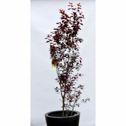 Prunus cerasifera 'Pissardii' | Cherry Blossom Tree -Pink Plants Shop TR062710L add image 3 a584