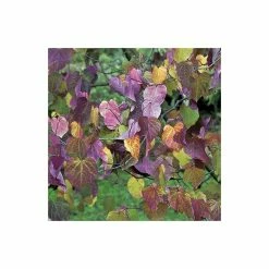 Cercis canadensis 'Forest Pansy' | North American Redbud Tree | 12L Pot | 150-180cm | By Frank P Matthews -Pink Plants Shop TR072412L add image 2 8202