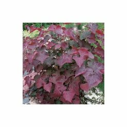 Cercis canadensis 'Forest Pansy' | North American Redbud Tree | 12L Pot | 150-180cm | By Frank P Matthews -Pink Plants Shop TR072412L add image 3 c720