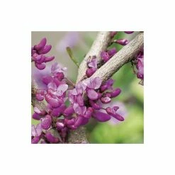 Cercis canadensis 'Forest Pansy' | North American Redbud Tree | 12L Pot | 150-180cm | By Frank P Matthews -Pink Plants Shop TR072412L add image 4 b6e6