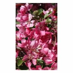 Malus 'Indian Magic' | Crab Apple Tree | 12L Pot | 150-180cm | By Frank P Matthews -Pink Plants Shop TR073612L add image 1 1908