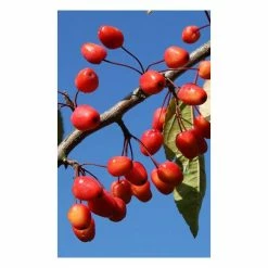 Malus 'Indian Magic' | Crab Apple Tree | 12L Pot | 150-180cm | By Frank P Matthews -Pink Plants Shop TR073612L add image 2 4758