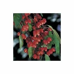 Malus 'Indian Magic' | Crab Apple Tree | 12L Pot | 150-180cm | By Frank P Matthews -Pink Plants Shop TR073612L add image 3 c84e