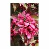Malus × moerlandsii 'Profusion' | Crab Apple Tree | 12L Pot | 150-180cm | By Frank P Matthews