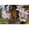 Prunus 'Matsumae-fuki' | Cherry Blossom Tree | 12L Pot | 150-180cm | By Frank P Matthews