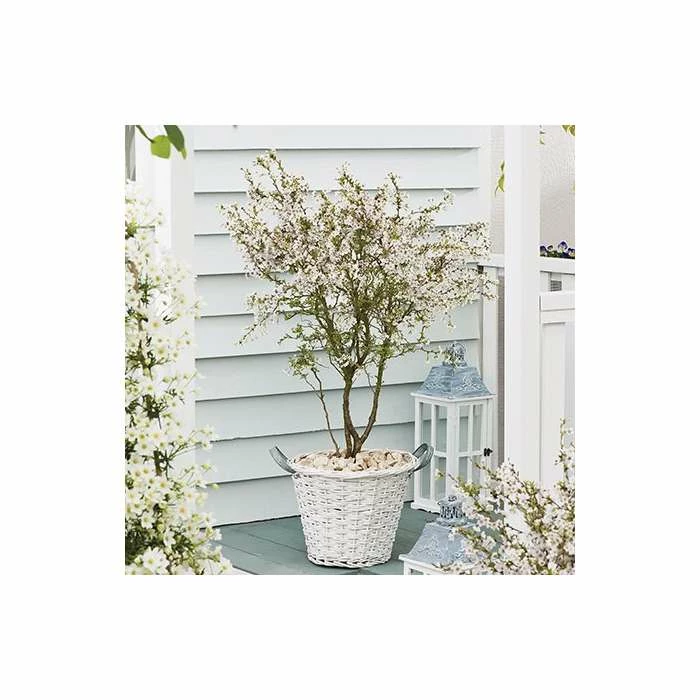 Prunus incisa 'Kojo-no-mai' | Dwarf Fuji Cherry Blossom Tree | 11.5L Pot | 120-150cm | By Frank P Matthews 1 Prunus incisa 'Kojo-no-mai' | Dwarf Fuji Cherry Blossom Tree | 11.5L Pot | 120-150cm | By Frank P Matthews