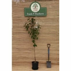 Prunus 'Kursar' | Small Flowering Cherry Blossom Tree | 12L Pot | 150-180cm | By Frank P Matthews -Pink Plants Shop TR074712L add image 3 a76d