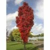 Sorbus aucuparia 'Autumn Spire' Tree | Upright Rowan Tree | 12L Pot | 150-180cm | By Frank P Matthews