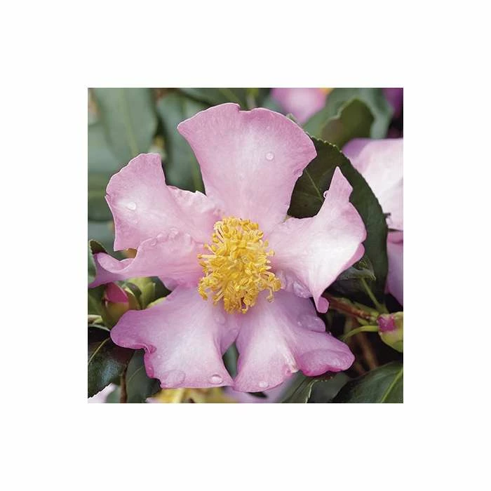 2ft Camellia Sasanqua 'Cleopatra' | 7L Pot | 2 2ft Camellia Sasanqua 'Cleopatra' | 7L Pot | - Image 2