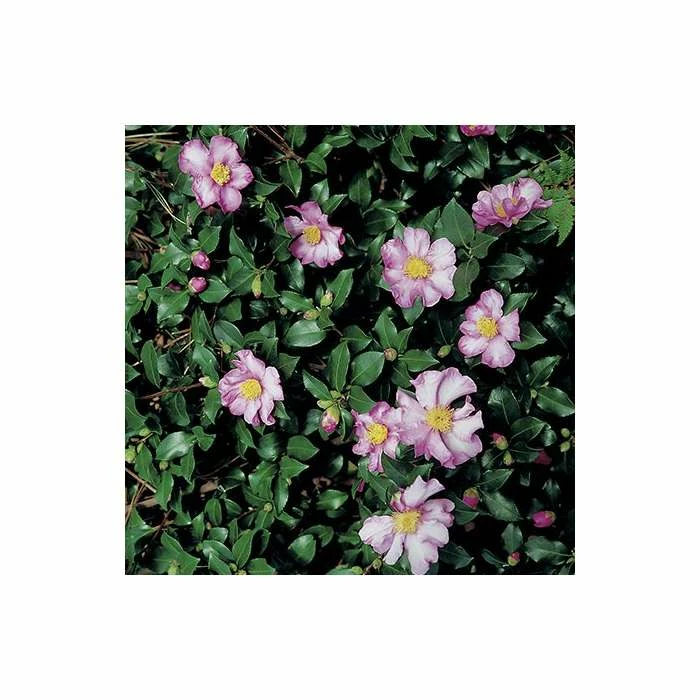 2ft Camellia Sasanqua 'Cleopatra' | 7L Pot | 1 2ft Camellia Sasanqua 'Cleopatra' | 7L Pot |