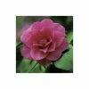 0.6-1.6ft Camellia 'Blood of China' | 9cm Pot | Camellia japonica