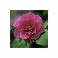 0.6-1.6ft Camellia 'Blood of China' | 9cm Pot | Camellia japonica