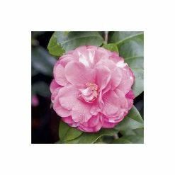 4ft Camellia 'Marie Bracey' | 7L Pot | Camellia japonica