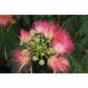 Albizia julibrissin ombrella ('Boubri') (PBR) | Silk Tree | 12L Pot | 150-180cm | By Frank P Matthews