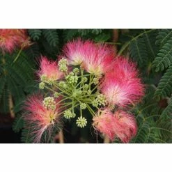 Albizia julibrissin ombrella ('Boubri') (PBR) | Silk Tree | 12L Pot | 150-180cm | By Frank P Matthews