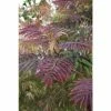 Albizia julibrissin 'Summer Chocolate' (PBR) | Silk Tree | 12L Pot | 150-180cm | By Frank P Matthews