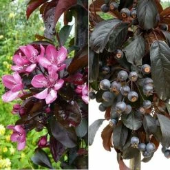 Malus toringo 'Aros' | Crab Apple Tree | 7L Pot | 120-150cm | By Frank P Matthews -Pink Plants Shop TR1207 add image 1 36c9