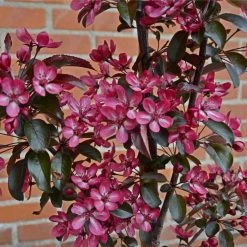 Malus toringo 'Aros' | Crab Apple Tree | 7L Pot | 120-150cm | By Frank P Matthews -Pink Plants Shop TR1207 add image 2 66bd