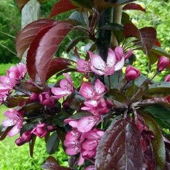 Malus toringo 'Aros' | Crab Apple Tree | 7L Pot | 120-150cm | By Frank P Matthews -Pink Plants Shop TR1207 add image 3 0a0f